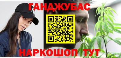 шишки Гай